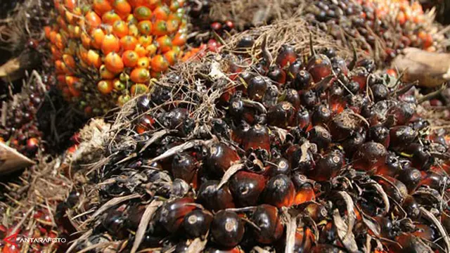 Jadi Pembeli Minyak Sawit Indonesia, Jepang Bantu Petani Penuhi Standar RSPO